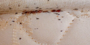 traces de punaises de lit sur les matelas